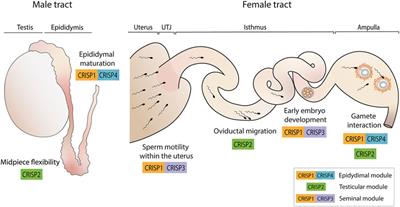 Cysteine-Rich Secretory Proteins (CRISP) are Key Players in Mammalian Fertilization and Fertility